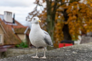 Seagull standing in front of the old town of Tallinn in Estonia