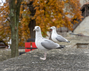 Seagull standing in front of the old town of Tallinn in Estonia