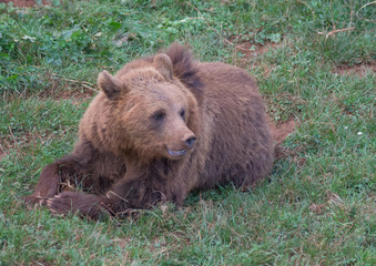 Obraz na płótnie Canvas Brown bear in Cabarceno Natural Park, Spain
