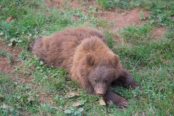 Brown bear in Cabarceno Natural Park, Spain