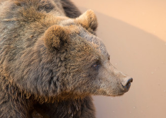 Brown bear in Cabarceno Natural Park, Spain