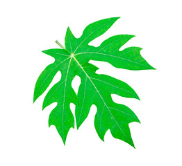 Fototapeta na wymiar fresh papaya leaf green color isolated on white background with clipping path