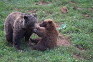 Fototapeta premium Brown bears playing in Cabarceno Natural Park, Spain