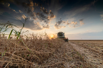 Fototapeta premium Harvesting of soybean