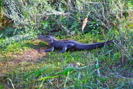 Gator