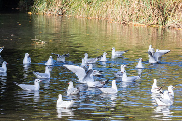 Black-headed gulls on a pond in Brittany