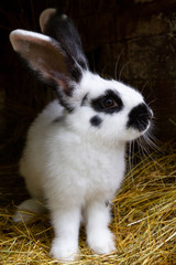 A white rabbit with black blotches on hay. 