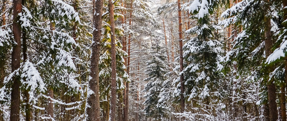 Winter landscape with snowy forest. Nature winter background