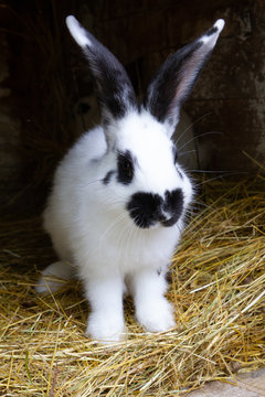 A white rabbit with black blotches on hay. 