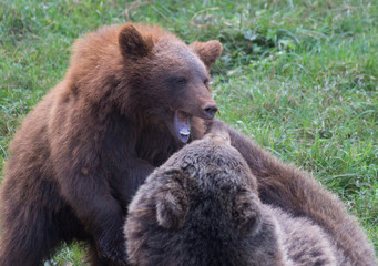 Brown bears playing in Cabarceno Natural Park, Spain