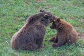 Brown bears playing in Cabarceno Natural Park, Spain