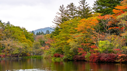 軽井沢の紅葉　雲場池　スワンレイク