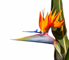 bird of paradise flower closeup with leaf and shadow on a white background