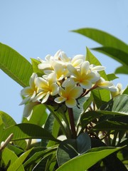 A branch with white frangipani flowers (plumeria rubra) blooming in spring, with bright green leaves, illuminated by the spring sunlight. Blue sky.