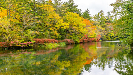 軽井沢の紅葉　雲場池　スワンレイク