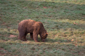 Brown bear in Cabarceno Natural Park, Spain
