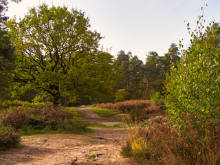 Fototapeta na wymiar Wahner Heide im Herbst 