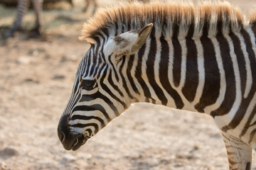 zebra bw