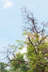 branches with green, and autumn leaves against the sky.
