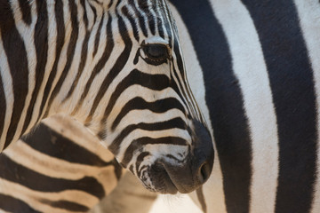 Fototapeta na wymiar zebra bw