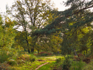 Wahner Heide im Herbst 