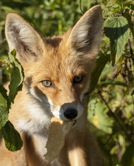 portrait of fox