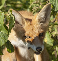 red fox