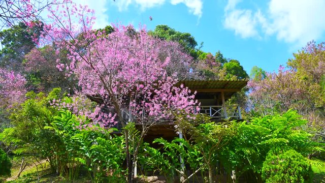 4K time lapse video of wild Himalayan cherry or Thai style sakura park at Khun Chang Khian highland research station, Thailand.
