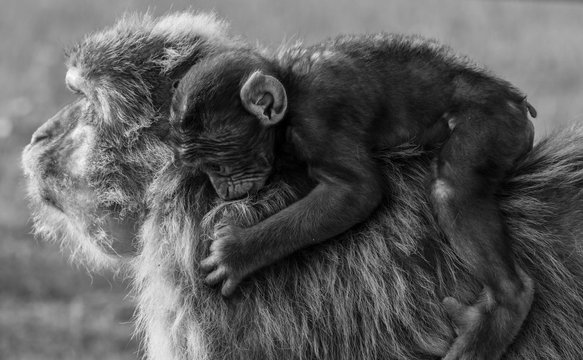 Mother ape carrying child