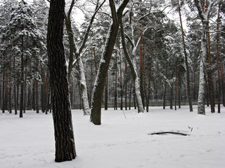 Forest in winter