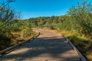 Wooden boardwalk through the wetlands
