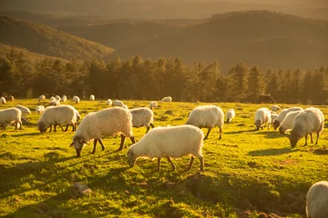 Fototapeten Schafe, die Gras in den Bergen im Baskenland fressen © urdialex