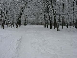 Fototapeta premium Forest in winter