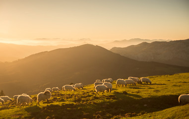 Sheeps eating grass in the mountains in the basque country
