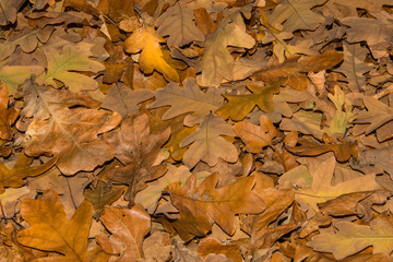 Fallen oak leaves, autumn background. Leaves closeup. Selective focus.