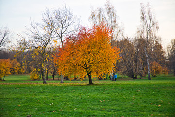 Autumn forest and meadow, tree alone