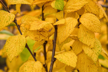 Bright, yellow leaves cherry Prunus tomentosa on the branches. Autumn Background. Leaves closeup. Selective focus.