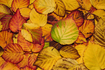 Naklejka na ściany i meble Fallen yellow, orange, brown and red BlackBerry leaves, autumn background. Leaves closeup. Selective focus.