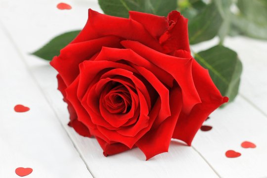 Fresh red rose flower on the white wooden shelf with red hearts confetti. Image of Valentines day.