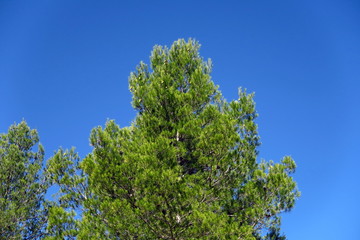 Feuillage de pin parasol et ciel bleu
