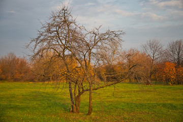 Obraz premium Autumn forest and meadow, tree alone