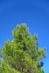 Pin parasol vert et ciel bleu