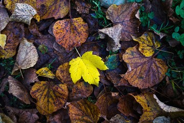 Colorful autumn leaves on ground.