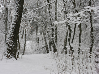 Forest in winter