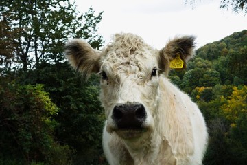 Portrait of a cute fluffy white cow Charolais in a farm in autumn. Beskydy, Czech republic. Charolais is a breed of taurine beef cattle from the Charolais area surrounding Charolles.