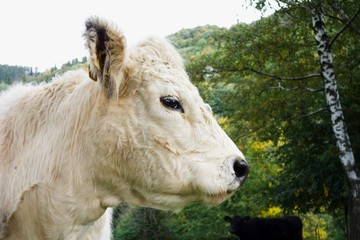 Portrait of a cute fluffy white cow Charolais in a farm in autumn. Beskydy, Czech republic. Charolais is a breed of taurine beef cattle from the Charolais area surrounding Charolles.