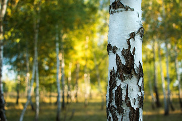 Birch tree trunk close up against an out of focus background