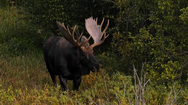 Large bull moose standing still at the edge of a forest
