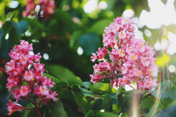 Blooming pink Kiev horse chestnut tree (Aesculus Hippocastanum)in the spring.