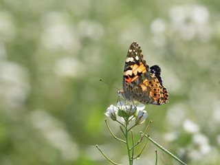 Mariposa vanessa cardui de perfil en una flor